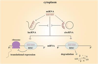 Roles of Non-coding RNAs in Central Nervous System Axon Regeneration